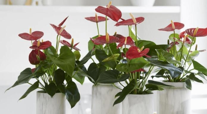 Як розмножити антуріум в домашніх умовах: виберіть один з 6 способів