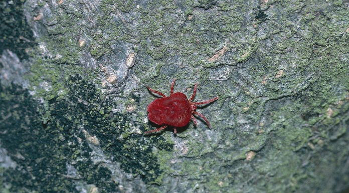 До чого сняться кліщі уві сні