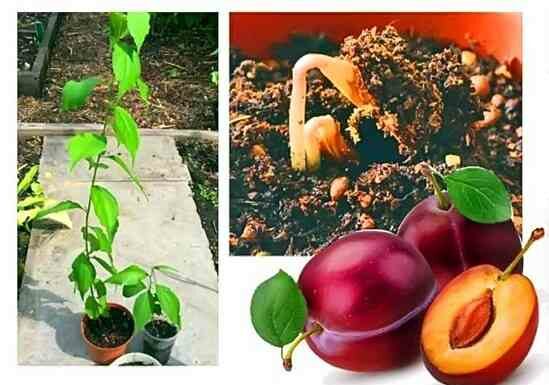 Виділення часток дітям