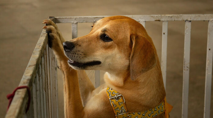 “це тварина, а не іграшка”: сім’я віддала собаку в притулок через недбайливого сина