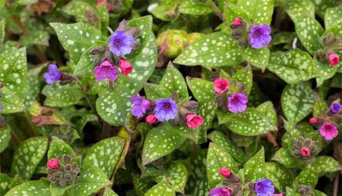 Медунка-посадка і догляд, описи сортів з фото