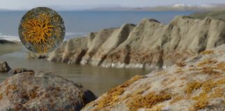 Los antiguos líquenes allanaron el camino para la vida vegetal en la tierra