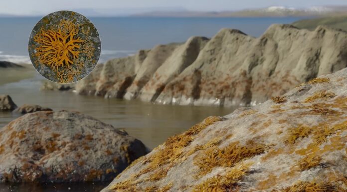 Стародавні лишайники проклали шлях для рослин на суші