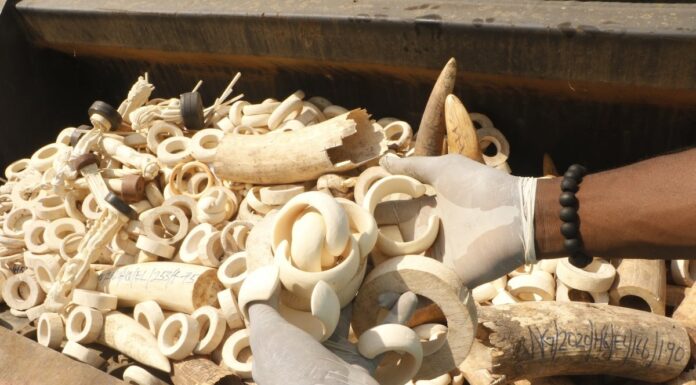 Незаконна торгівля дикими тваринами тісно пов’язана з глобальними злочинними мережами