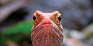 Globalne ocieplenie zaburza skład płciowy gadów, grożąc ich wyginięciem