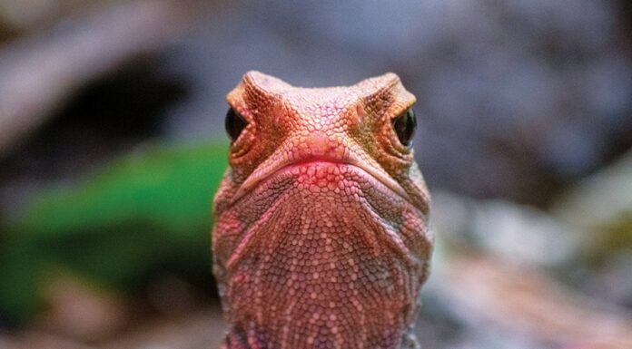 Глобальне потепління спотворює статевий склад рептилій, що загрожує їх зникненню