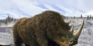 Woolly Rhino Genome Sequenced from Ancient Wolf Pup’s Last Meal