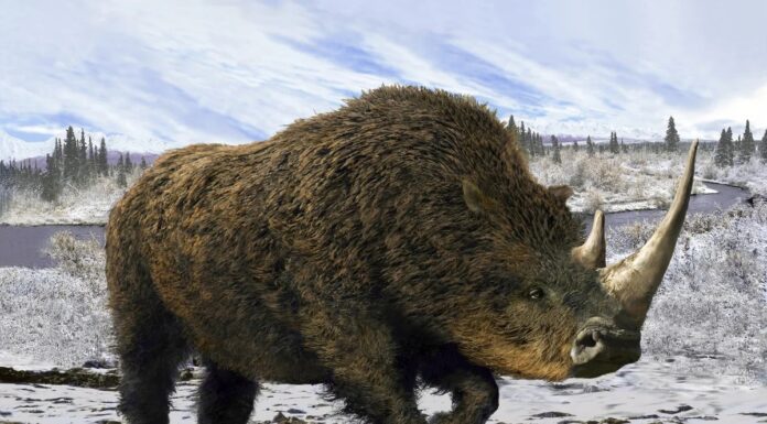 Геном шерстистого носорога розшифровано за останками останнього прийому їжі стародавнього вовченя