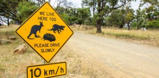 Górnictwo drogowe jako zasób naukowy: niewykorzystana szansa