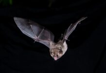 Робот-кажан проливає світло на полювання за допомогою ехолокації