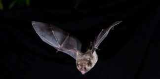 Робот-кажан проливає світло на полювання за допомогою ехолокації