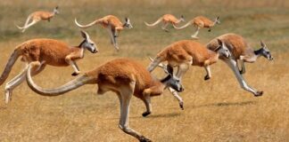 Kangourous de l’ère glaciaire : des géants qui sautaient encore