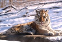 Зоопарки готуються до історичного зимового шторму