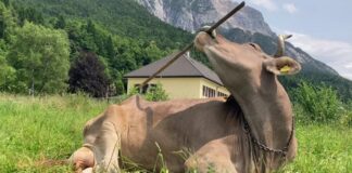 Корова демонстрирует использование инструментов, ставя под сомнение представления о животном интеллекте