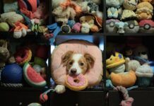 Собаки Учатся, Подслушивая: Интеллект Собак Сопоставим с Интеллектом Маленьких Детей