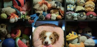 I cani imparano origliando: l’intelligenza canina rivaleggia con quella dei più piccoli