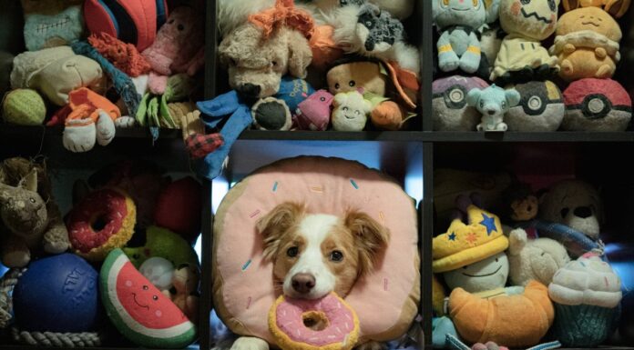 Собаки вчаться, підслуховуючи: інтелект собак порівнянний з інтелектом маленьких дітей