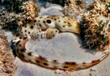 Сухопутні ходячі акули кидають виклик біологічним нормам: розмноження без витрат енергії