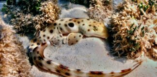 Los tiburones caminantes desafían las normas biológicas: se reproducen sin estrés energético