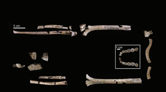 Найповніший скелет Homo habilis розкриває дивовижні риси предків