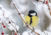 Як птахи переживають зиму: глибоке занурення у природні адаптації