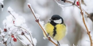 Cómo sobreviven las aves al invierno: una inmersión profunda en las adaptaciones naturales