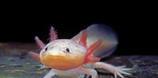Axolotls demonstrieren eine vollständige Regeneration der Thymusdrüse und bieten neue Möglichkeiten für die menschliche Immuntherapie