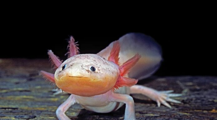 Аксолотлі можуть регенерувати свій тимус, складний орган імунної системи