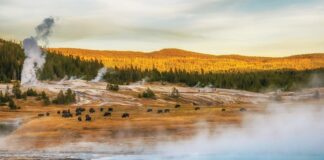 Earthquakes stymulują życie drobnoustrojów w głębinach Ziemi, badanie w Parku Narodowym Yellowstone