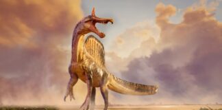 Dinosauro appena scoperto: l'”Airone infernale” del Sahara