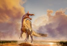 Нещодавно Відкритий Спінозаврид Розкриває Звички Полювання Стародавнього Хижака вглиб Материка