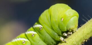 Gąsienice słyszą przez mikroskopijne włosy, a nie tylko wibracje 🐛