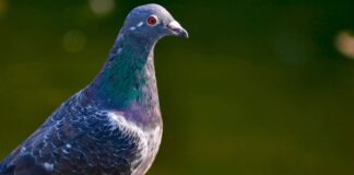 Více než 500 holubů zachráněných z domova v Severní Karolíně