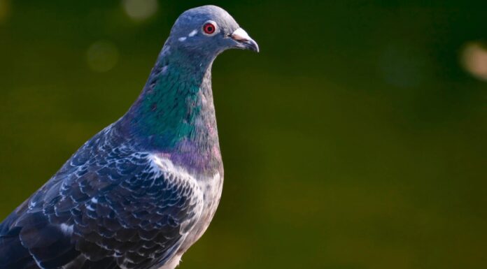 Більше 500 Голубів Врятовано з Будинку у Північній Кароліні