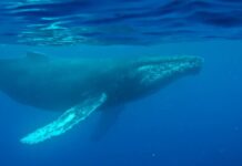 Перший спів горбатого кита: Втрачений запис повертається