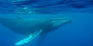 Pierwsza piosenka humbaka: powraca utracone nagranie