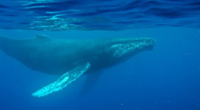 Перший спів горбатого кита: Втрачений запис повертається
