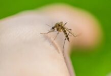 Смак комарів до людської крові сягає корінням у минуле майже на 2 мільйони років