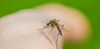 Smak ludzkiej krwi komarów sięga prawie 2 milionów lat