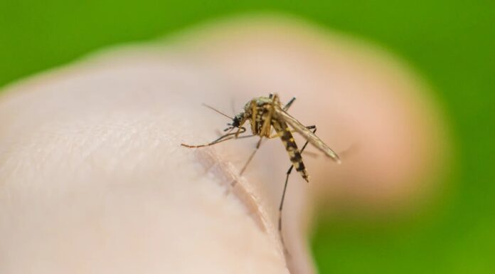 Смак комарів до людської крові сягає корінням у минуле майже на 2 мільйони років