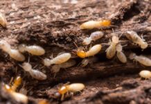 Поширення термітів у Флориді прискорюється