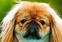 Проблеми з Диханням Переслідують Популярні Породи Собак: Дослідження Виявило Високий Ризик у Французьких Бульдогів та Інших