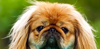 Masalah Pernapasan Wabah Ras Anjing Populer: Studi Mengungkap Risiko Tinggi pada Bulldog Prancis dan Selebihnya