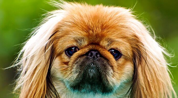 Проблеми з Диханням Переслідують Популярні Породи Собак: Дослідження Виявило Високий Ризик у Французьких Бульдогів та Інших