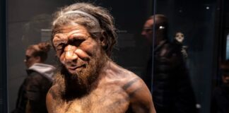 Incrocio uomo-Neanderthal: i maschi di Neanderthal dominavano lo scambio genetico