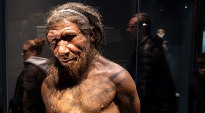 Схрещування Неандертальців та Людини: Домінування Самців Неандертальців у Генетичному Обміні