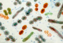 Домашні Тести Мікробіома Кишечника: Результати Розрізняються, Показує Дослідження