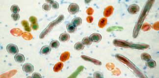 Badania pokazują, że domowe testy mikrobiomu jelitowego: wyniki są bardzo zróżnicowane