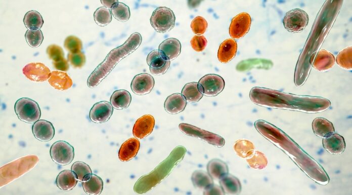 Домашні Тести Мікробіома Кишечника: Результати Розрізняються, Показує Дослідження