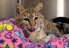 Bobcat überlebt schwere Autokollision und erholt sich unerwartet